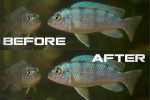 Photoshop – Enhance Blurry Photos