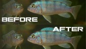 Photoshop – Enhance Blurry Photos