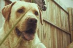 Sony Vegas – Vintage Look