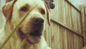 Sony Vegas – Vintage Look