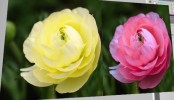 Photoshop – Match Color