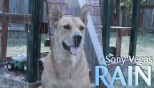 Sony Vegas – Make It Rain