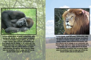 Photoshop – Layer Comps