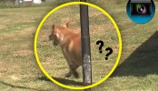 Sony Vegas: Pole Reveal